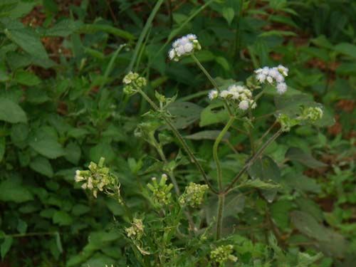 春 望 - 文学苑 - 拉斯维加斯3133cc