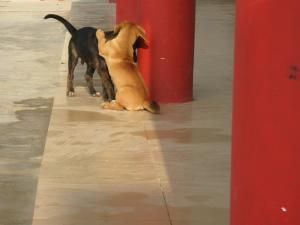 印象·百隆7标 - 文学苑 - 拉斯维加斯3133cc