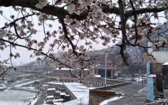 文学苑 - 拉斯维加斯3133cc